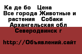 Ка де бо › Цена ­ 25 000 - Все города Животные и растения » Собаки   . Архангельская обл.,Северодвинск г.